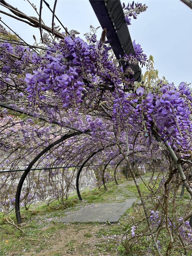 嘉義瑞里紫藤花季盛開 小小泡茶師、限量品茗杯深獲遊客喜愛