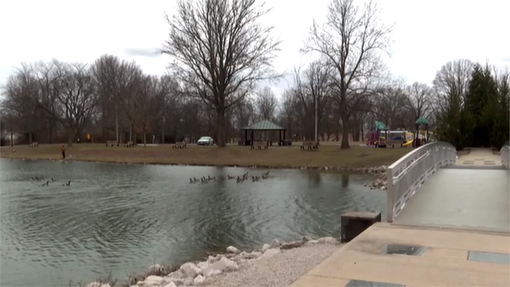 美國公園2公天鵝喪偶落單　園方募資幫找第二春