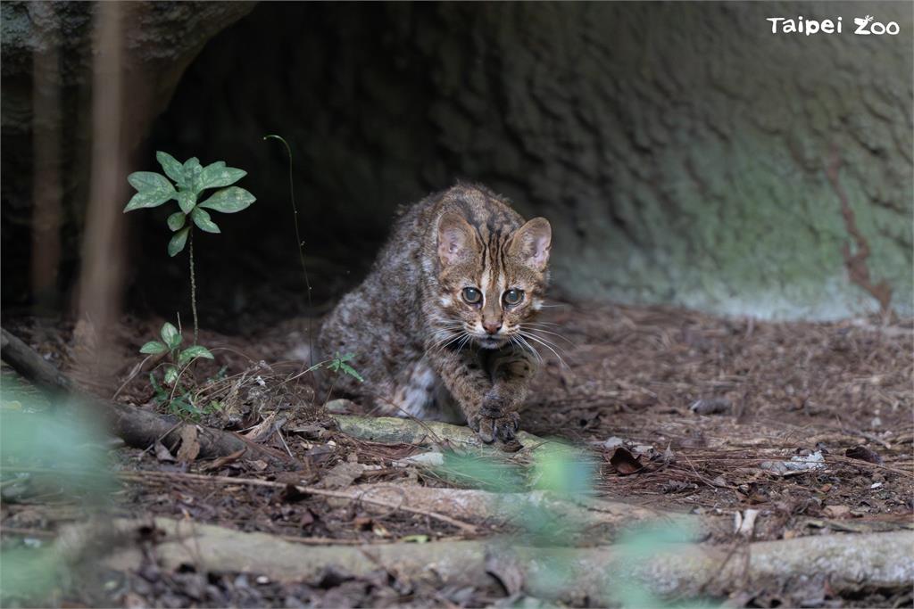 快新聞／週日祖父母節！　台北動物園邀祖孫「共遊漫步」集章認識老齡動物