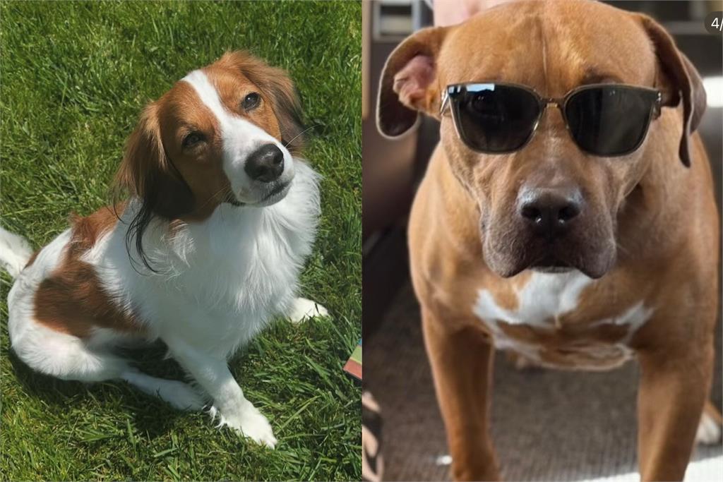 MLB(影)/大谷、山本的狗狗聯誼玩得很開心!真美子在旁陪玩超吸睛