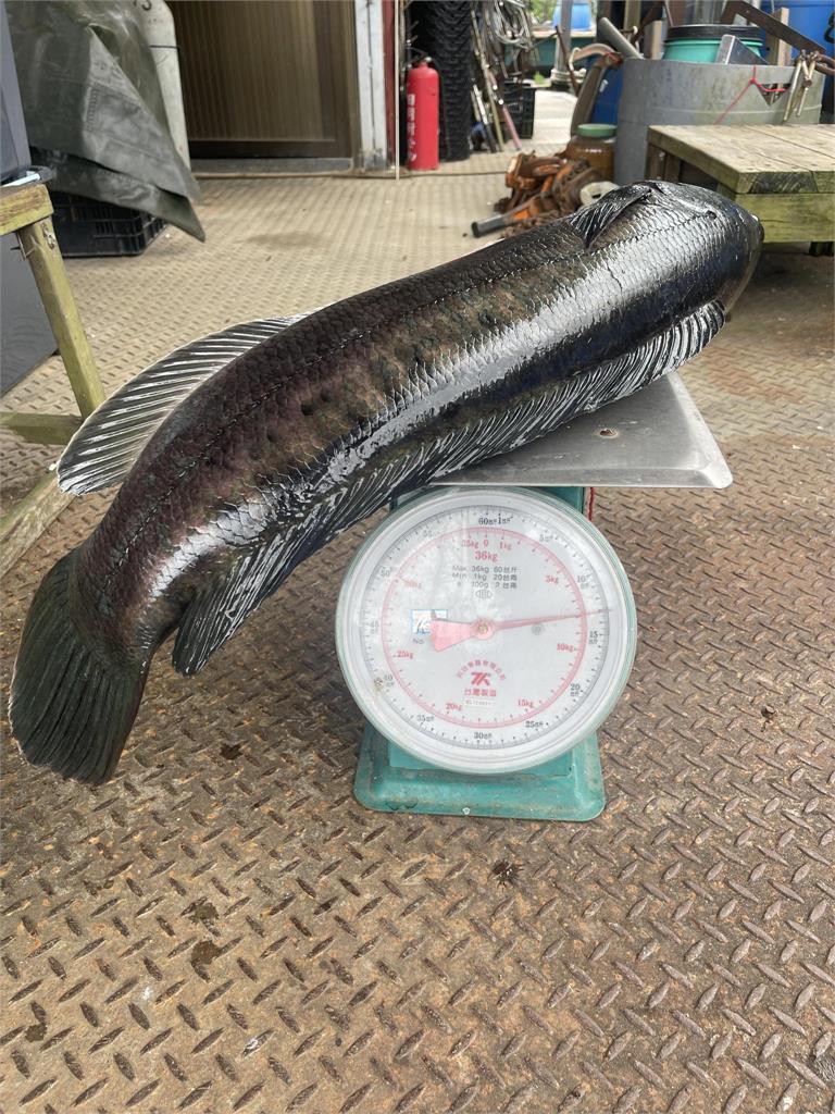 天冷「湖中惡霸」大爆發!4條巨胖魚虎成功落網…「最大尾14台斤」