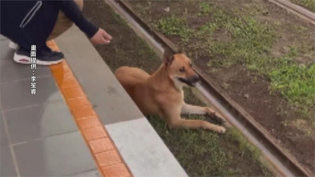 小黃狗闖輕軌鐵道睡午覺　網友笑問「這要怎麼罰」