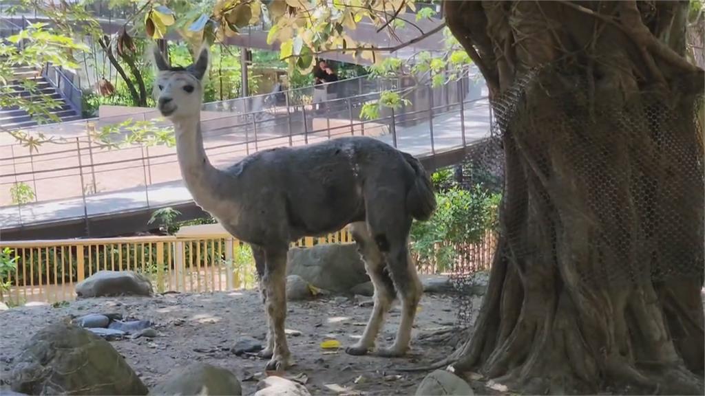 小琉球驚見「笑笑羊」被熱昏？　室外飼養動物應留意避暑措施