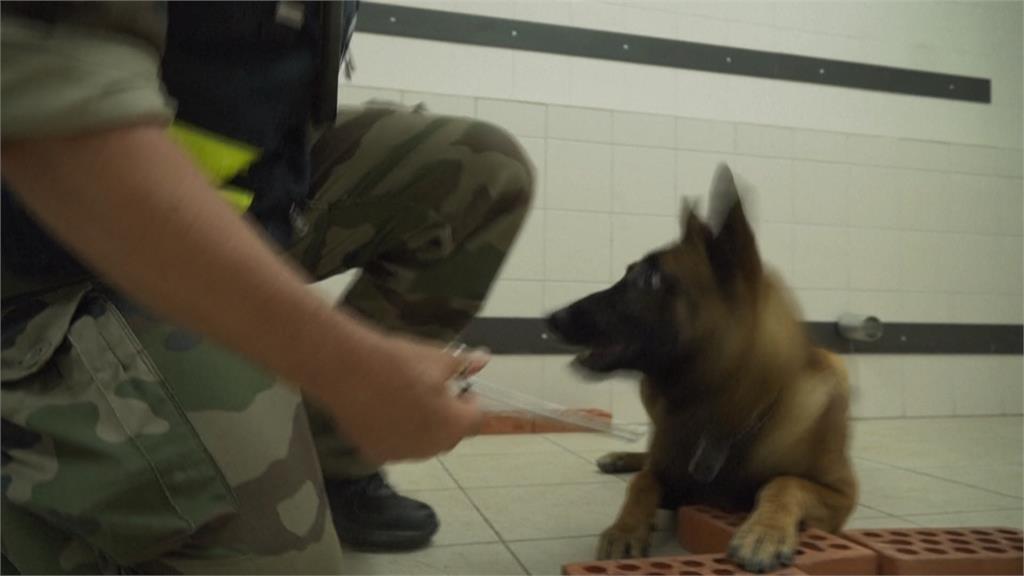 「間諜攝影機」也找得到! 警犬助攻調查現代科技犯罪