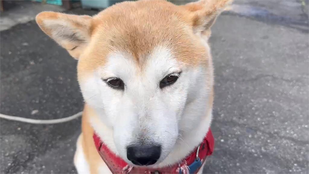 柴犬慵懶躺門前曬太陽 基隆貨車竟無視輾過尾巴