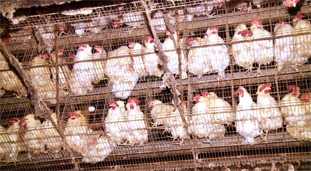 異言堂(影）／ 台灣人每人每年吃355顆蛋　你吃的雞蛋安全嗎? 