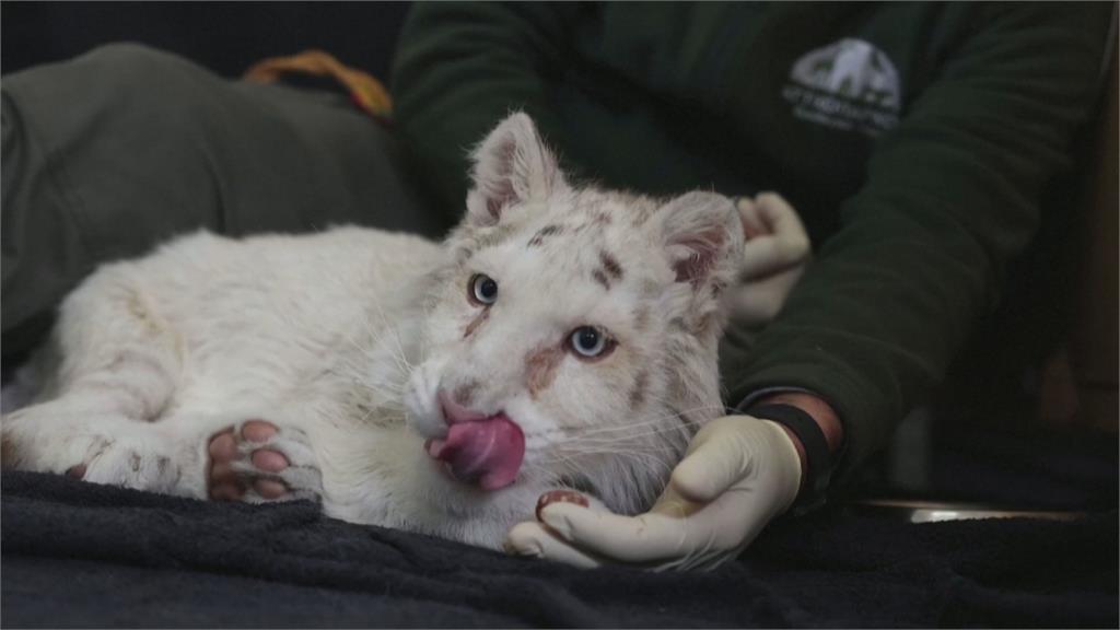身體瘦弱、後腿被打入金屬釘... 小白虎被扔在動物園垃圾桶