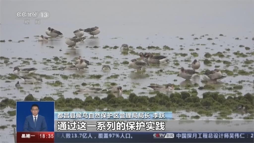 中國鄱陽湖一度乾見底　人工移置江豚防擱淺