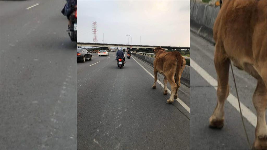 誰家的牛牛翹家了? 屏東潮州驚見牛隻逛大街