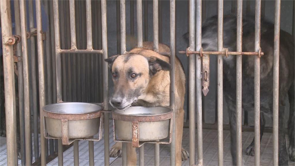當時的我害怕極了...萌貓遭3狼犬圍逼 爬樹躲2晚沒吃沒睡