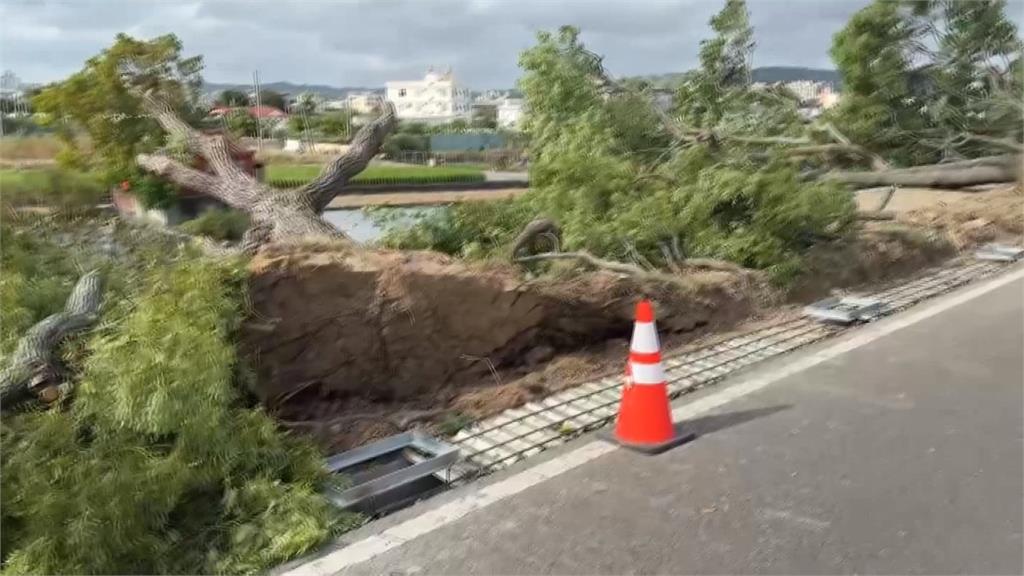 東北季風發威！　苗栗市整排路樹「連根拔起」倒塌