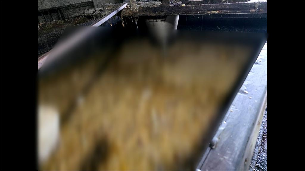 新北泰山養豬場偷餵廚餘　環保局：來源是餐飲業、社區