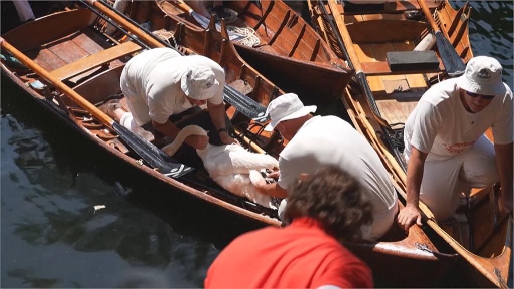 英皇家天鵝「鵝口普查」! 泰晤士河天鵝點名健檢