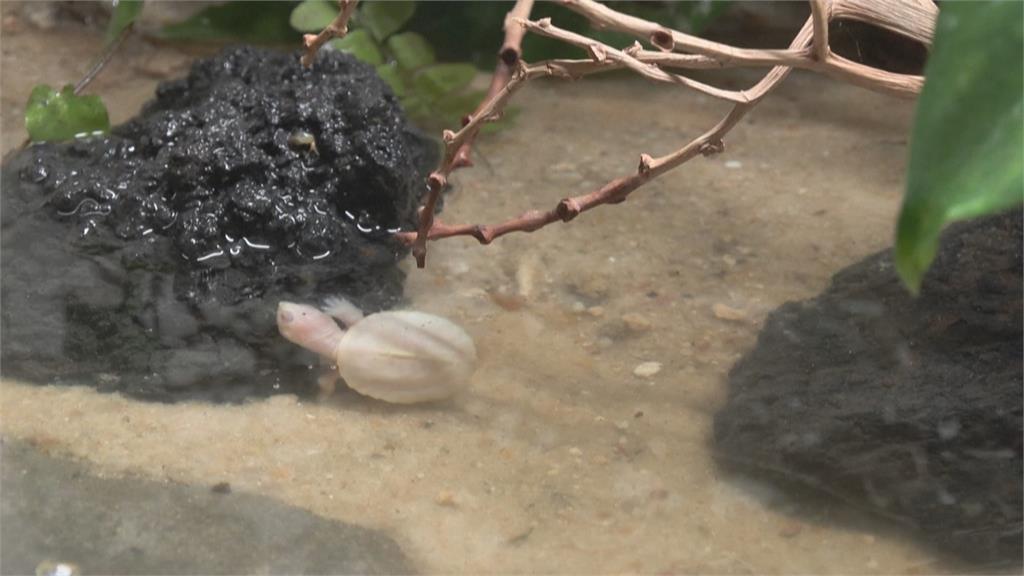法國動物園誕生烏龜 超罕見「白化巴西龜」