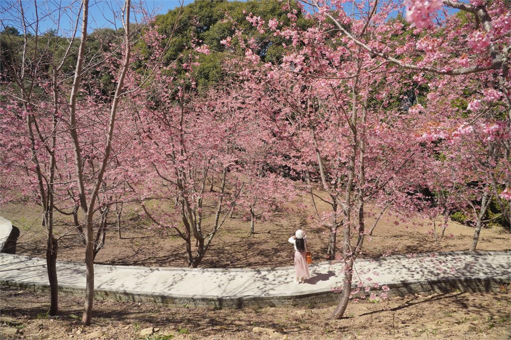 不用跑出國!「粉櫻開滿山」最頂祕境大外洩 「無修直出美圖」搶先震撼