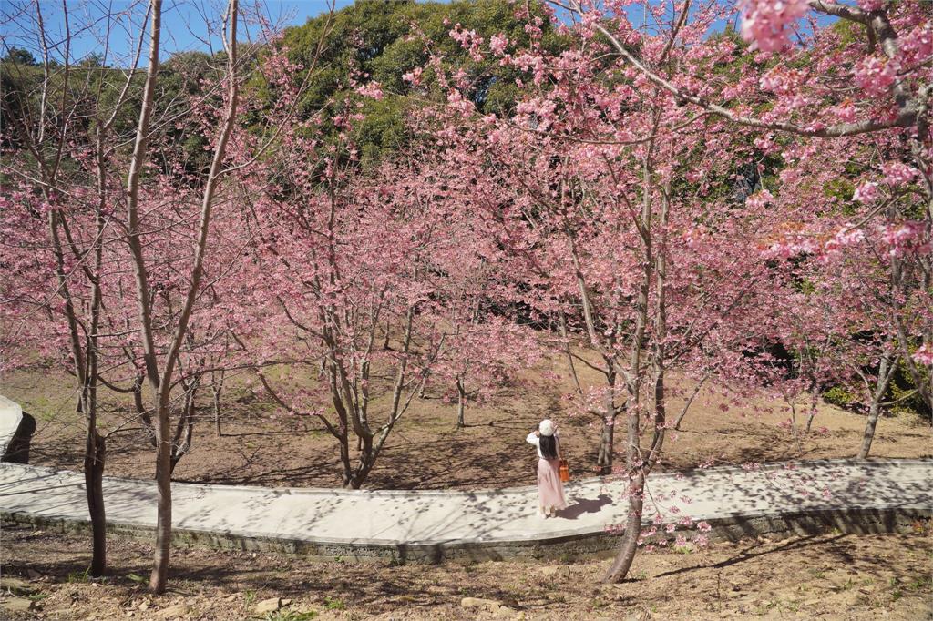 不用跑出國！「粉櫻開滿山」最頂祕境大外洩　「無修直出美圖」搶先震撼