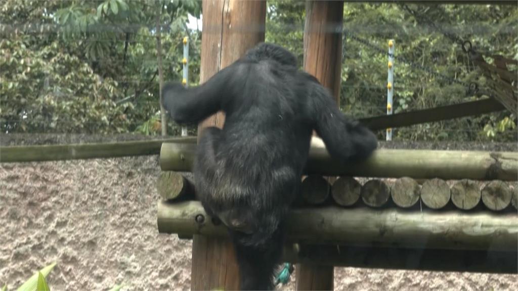 哥倫比亞動物園明星黑猩猩搬家! 將送往巴西保護區回歸大自然