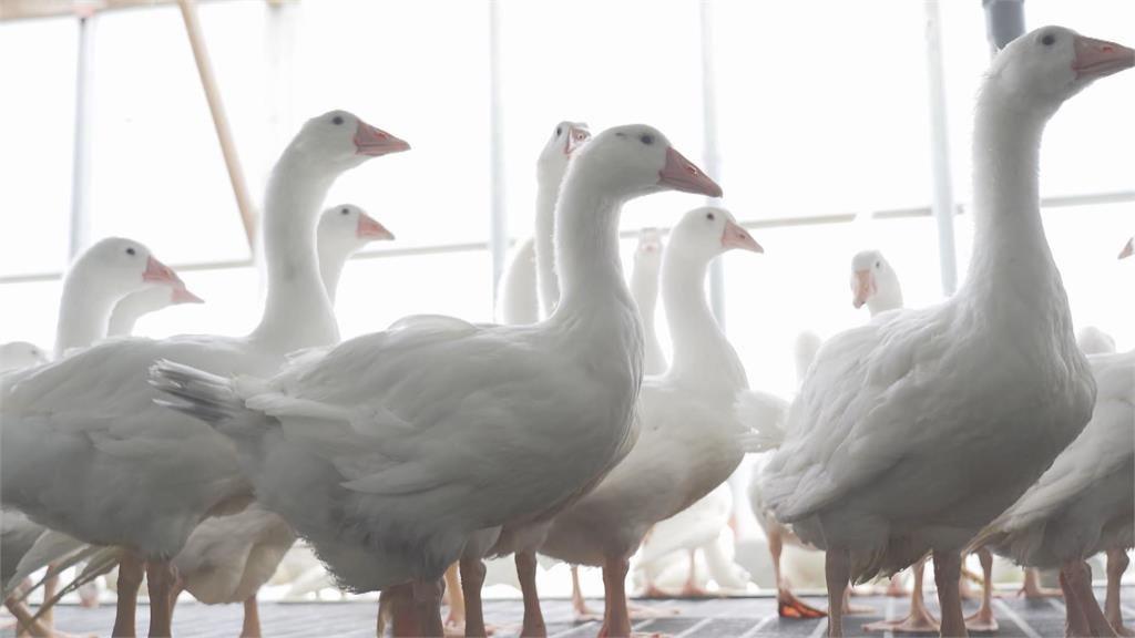 雲林力拚產業升級! 養鵝重鎮四湖鄉走向「智慧農業」