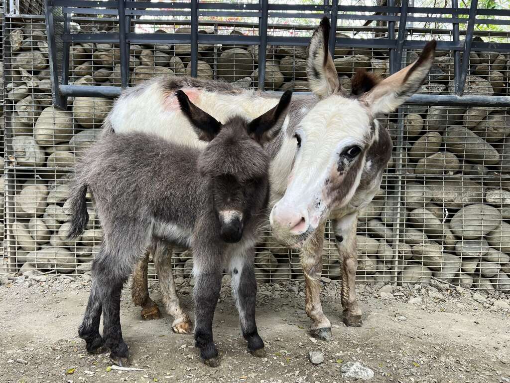 快新聞/壽山動物園迎喜訊!水豚三胞胎、蓬鬆可愛小驢寶寶出生 超萌畫面曝