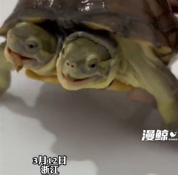 雙頭烏龜「爭搶1顆飼料」畫面曝！網看傻眼：不都吃進同個肚子嗎？