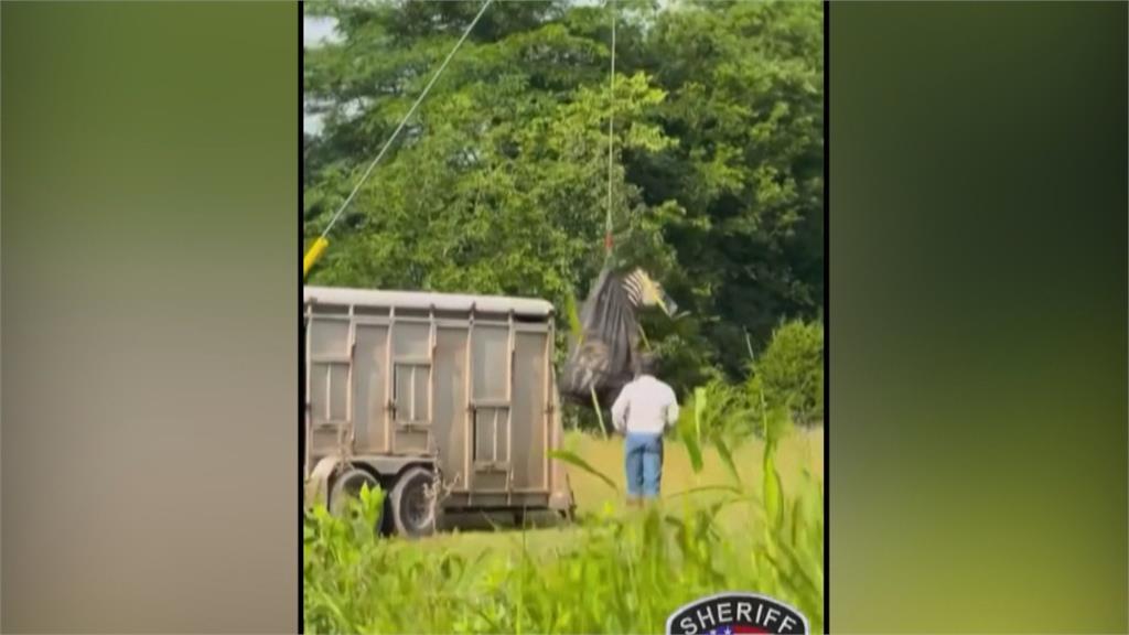美田納西州斑馬逃亡多日「落網」 直升機空運回家
