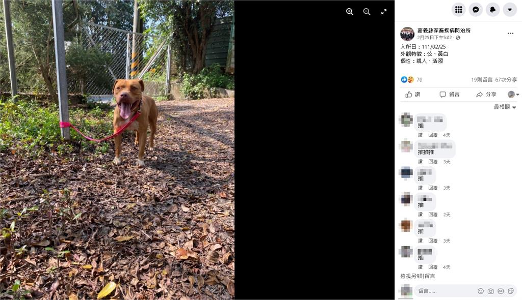又傳棄養!嘉義縣「穿白襪比特犬」228連假遭丟路邊 呆萌吐舌模樣曝