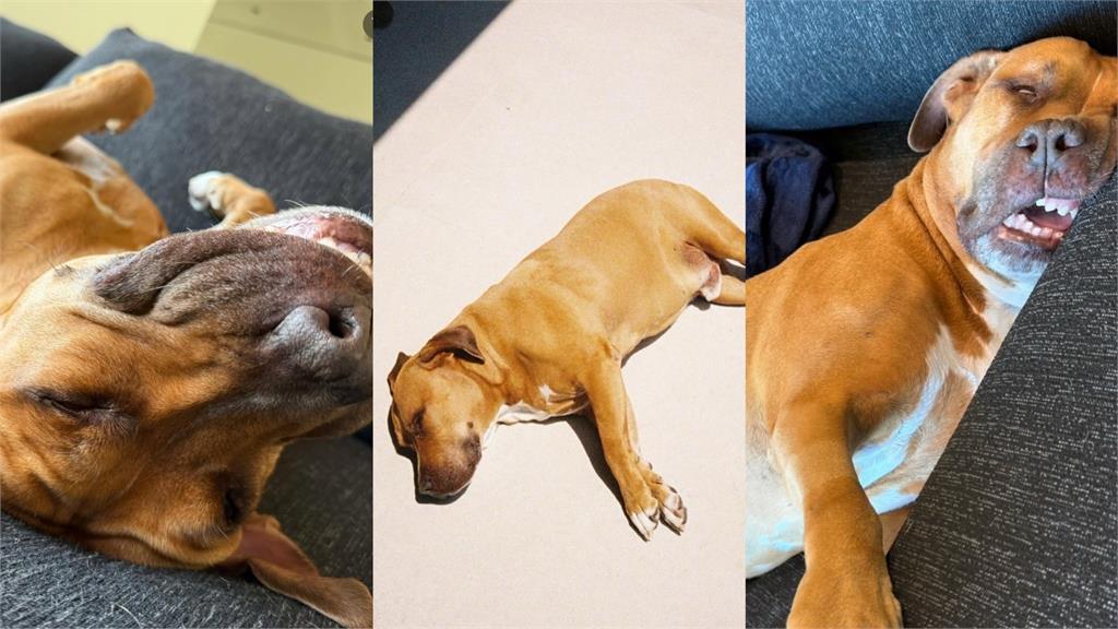 MLB(影)/山本由伸秀愛犬「卡洛斯」!去年8月收養的流浪狗現在跟他一起坐飛機