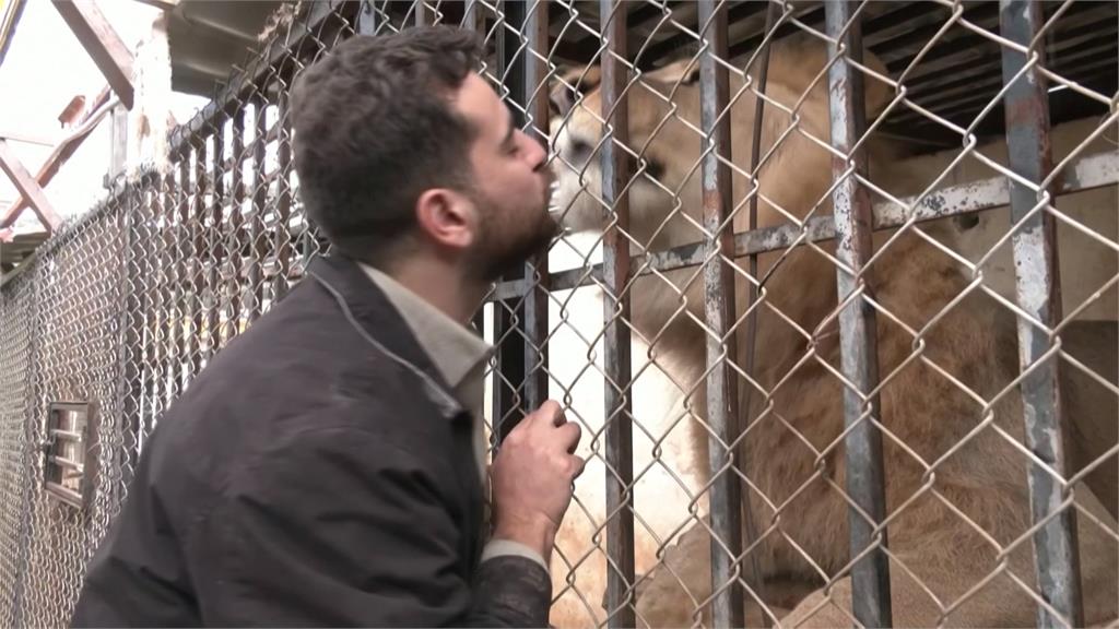 以黎交戰毛孩流離失所 約旦飼育員:救動物貼錢也無悔