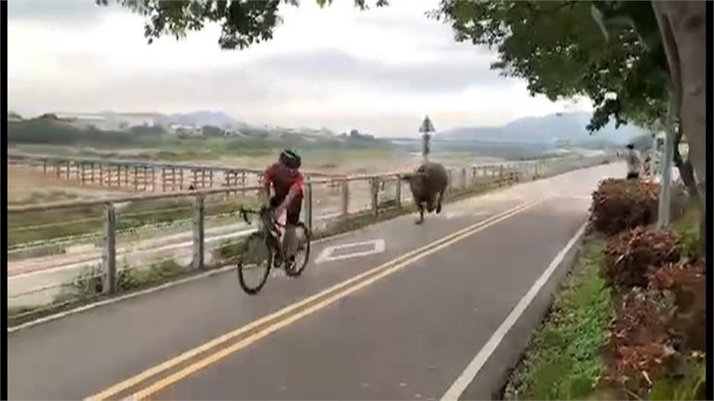 一個月2起幸無人傷 樹林水牛暴衝追單車騎士、桃園黃牛逛大街