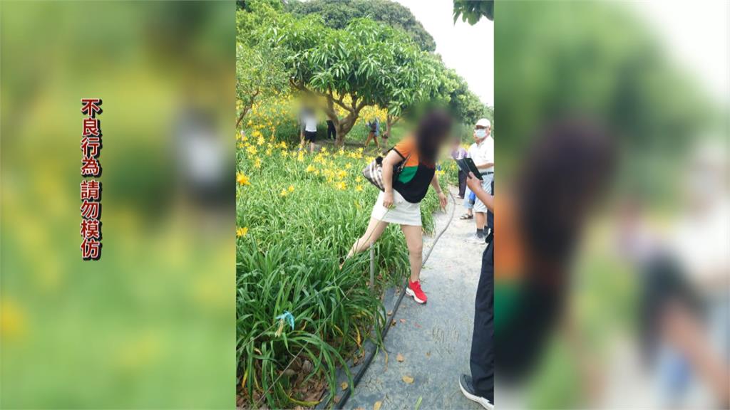 搶拍金針花海美景 遊客脫序行徑踩踏輾壓