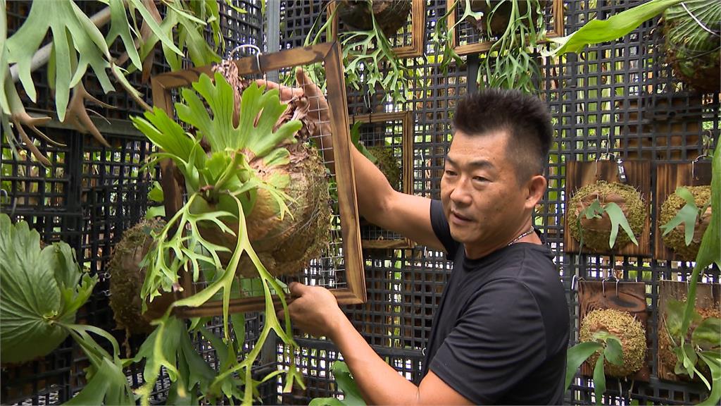 「長在樹上的鹿」獨特多變 拍賣價創新高「貴到能買房」