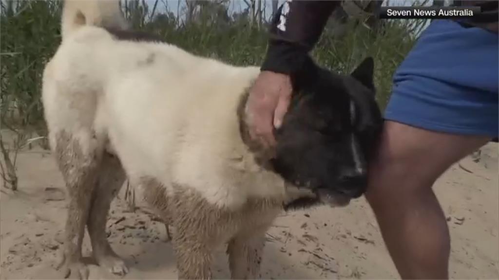 愛犬遭鎖喉挾持險溺死　澳洲男捨身下水與袋鼠搏鬥