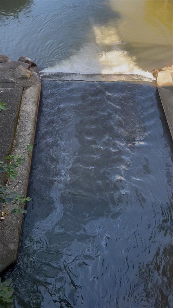 快新聞/新北「公司田溪」驚傳遭油汙染!稽查員穿青蛙裝追蹤 兇手曝光了