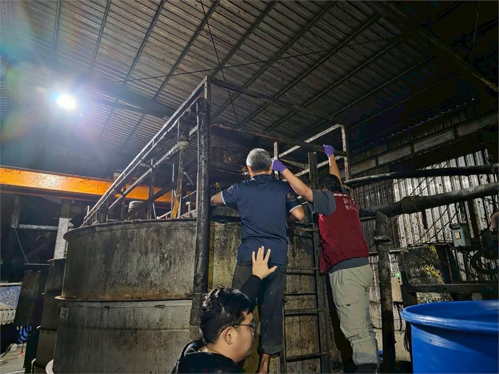 快新聞/新北查獲違規廚餘養豬場 業者遭重罰206萬、取消補助