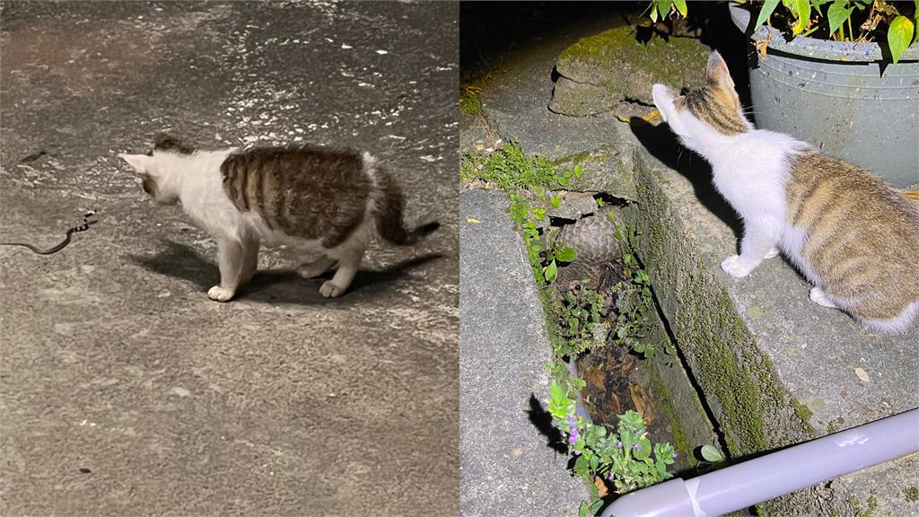 台中派出所驚見「貓的報恩」!3貓「1年幫滅30隻蛇」勇舉為警除害