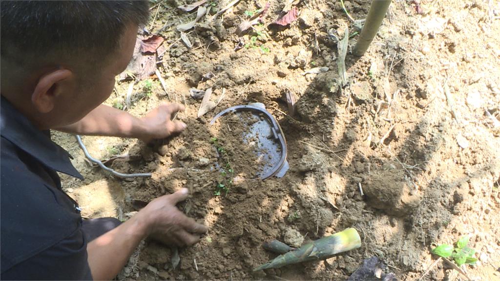 苗栗三灣「山豬肆虐」啃綠竹筍 農民找專家捕捉除害