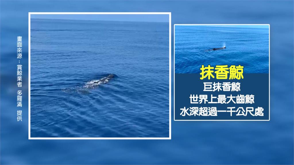 花蓮外海20隻抹香鯨出沒　最大「鯨」喜！部落孩子目睹直呼興奮