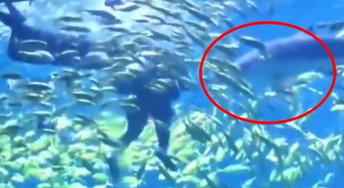 鯊魚