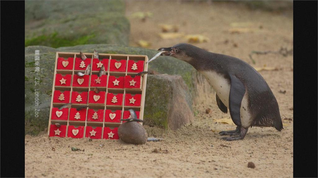 英國倫敦動物園慶聖誕　可愛企鵝搶先吃鮮魚大餐