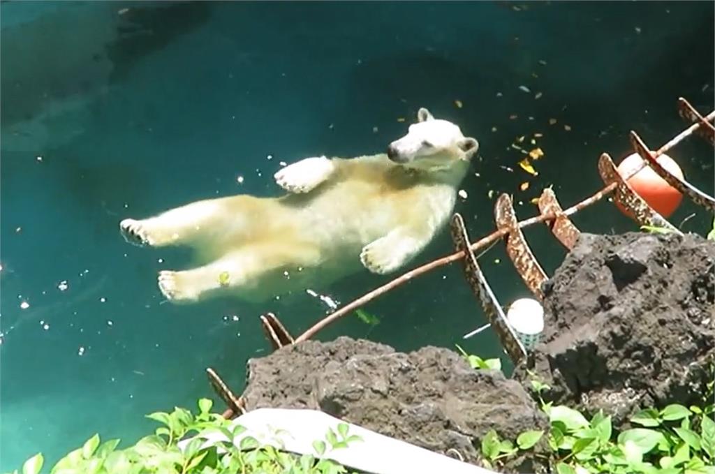 日本動物園北極熊「仰式水母飄」小河不動到底　網被萌翻：揮手手了！