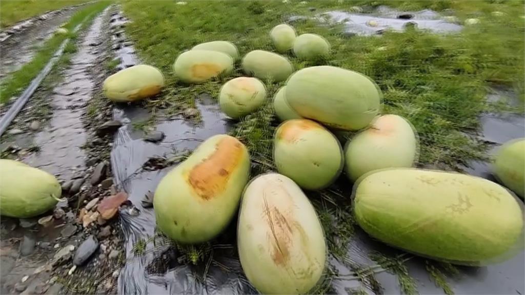 「杜蘇芮」挾雨勢!西瓜、哈密瓜泡爛 台東瓜農損失逾百萬