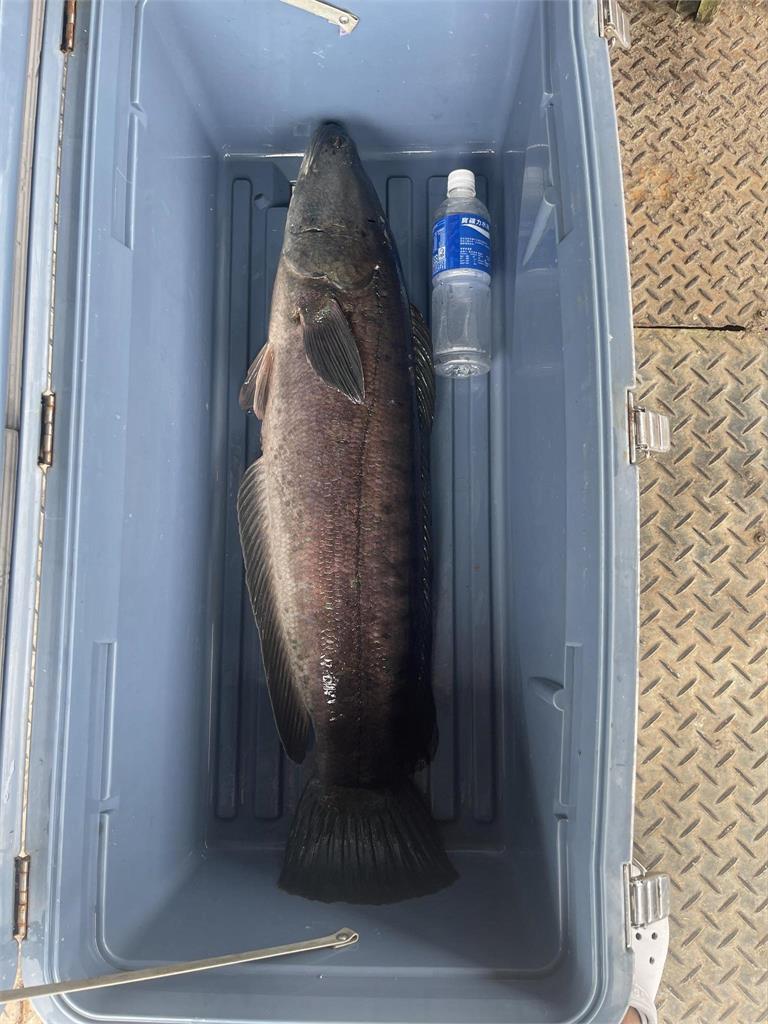 天冷「湖中惡霸」大爆發!4條巨胖魚虎成功落網…「最大尾14台斤」