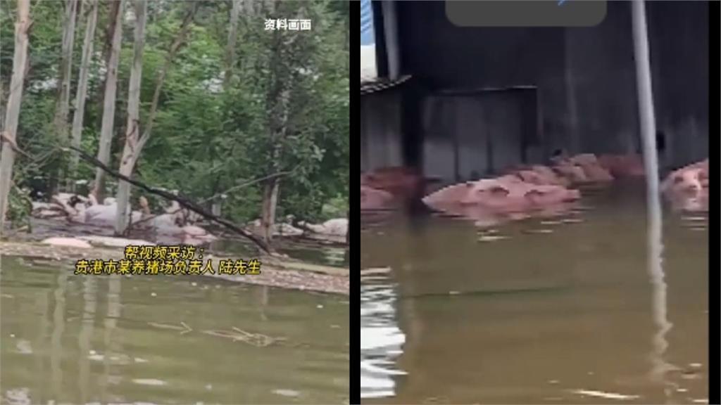 中國逢災就喊台灣捐款？廣西洪災爆「千具屍體浮水面」全紅嬋捐太少被罵　他急勸：別捐
