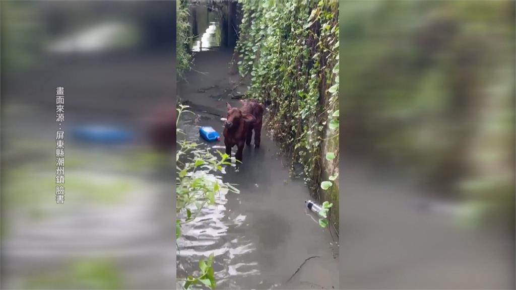 潮州牛寶不慎跌進排水溝　愛子心切！牛媽媽呼喊求救