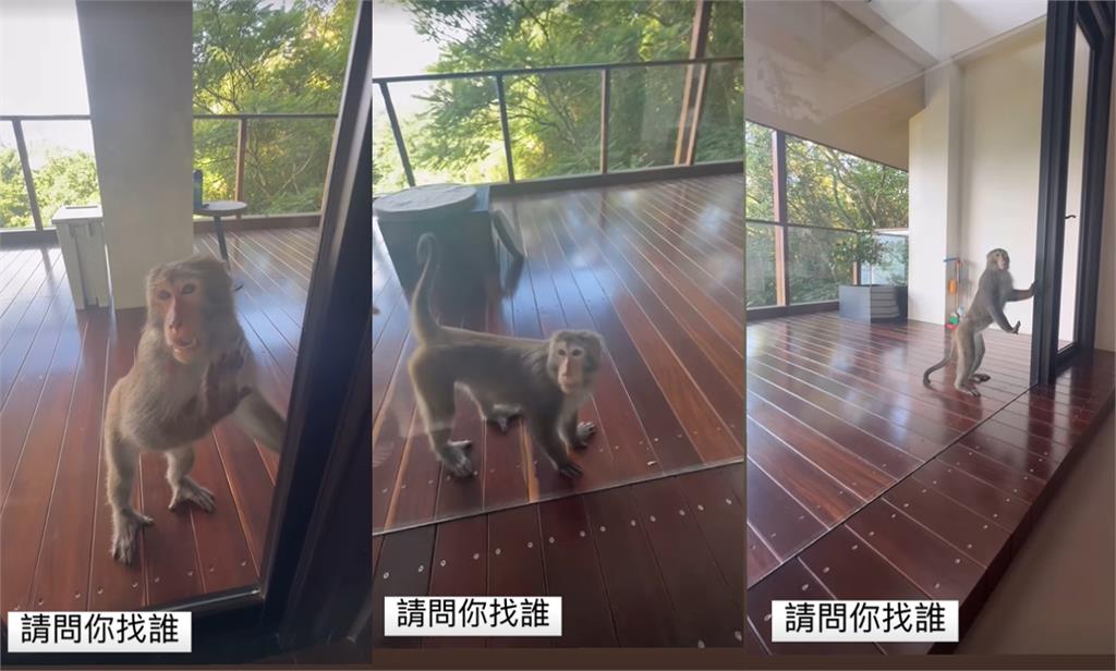 陳意涵山上豪宅「闖入不速之客」!四處遊蕩全被錄「正面曝光」她嚇:你找誰?