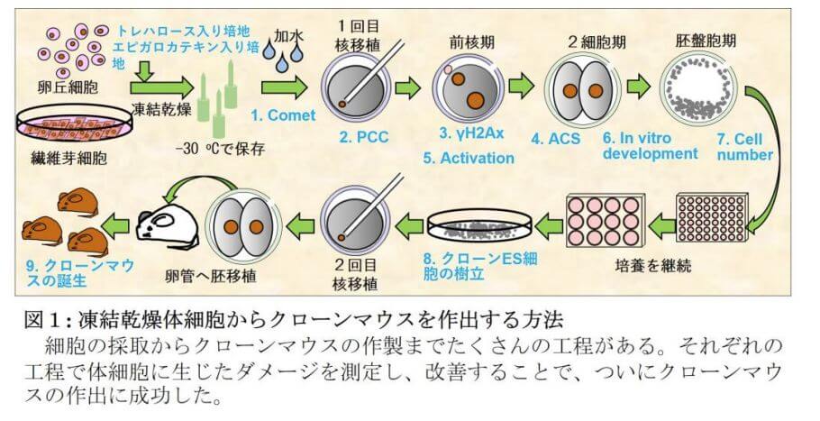 日本科學家用冷凍乾燥體細胞複製老鼠　有望保護物種免於滅絕