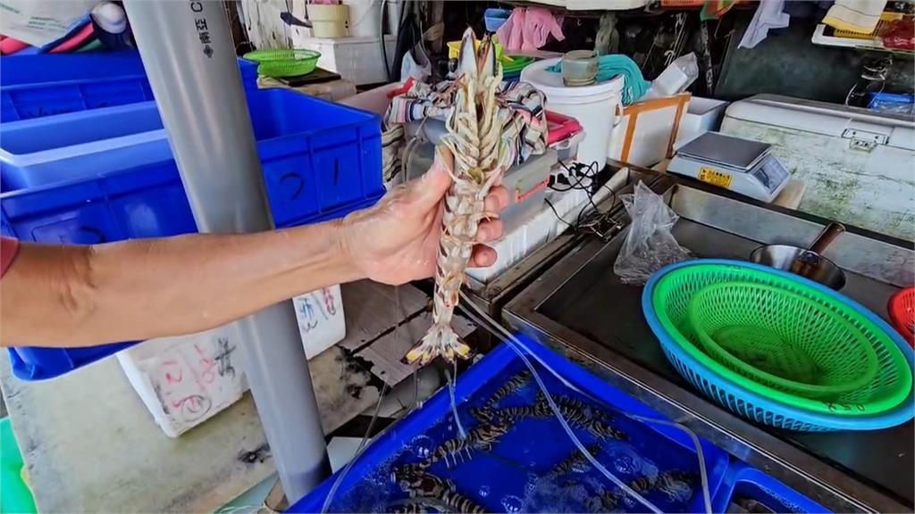 寄生蟲感染？大溪漁港買草蝦　剖開驚見白色異物