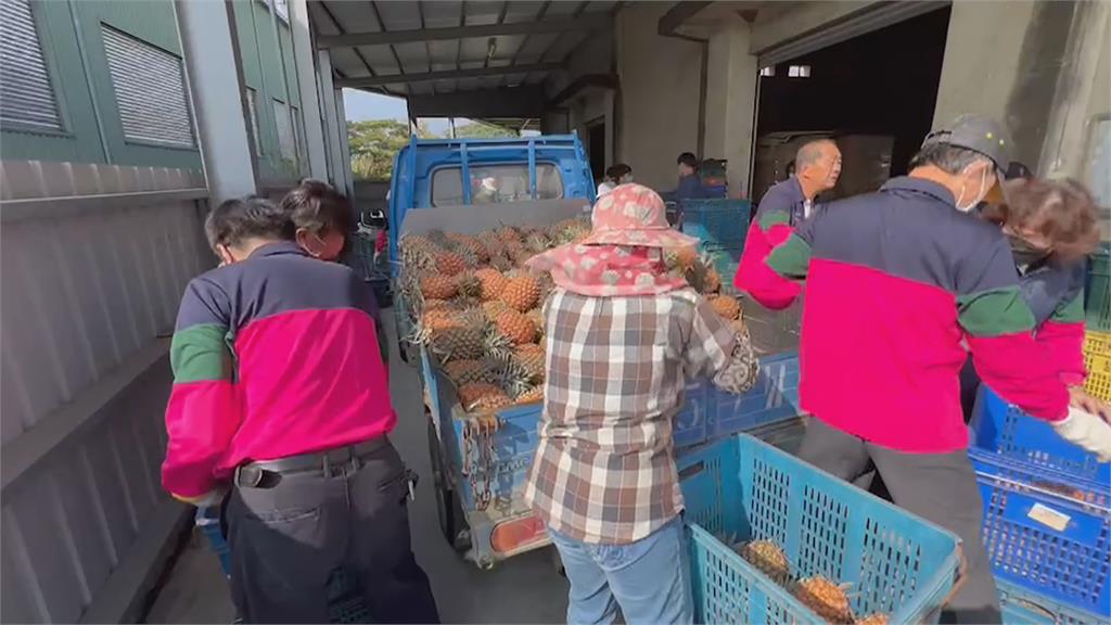 天候30%採收鳳梨現裂果 台南農業局媒合加工廠製加工品