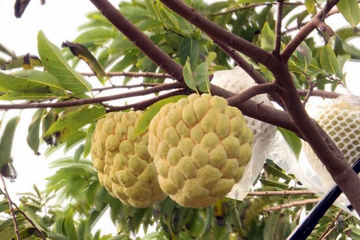 外國遊客來台灣「最愛吃1水果」!韓網全淪陷:就是為了這個才來玩…
