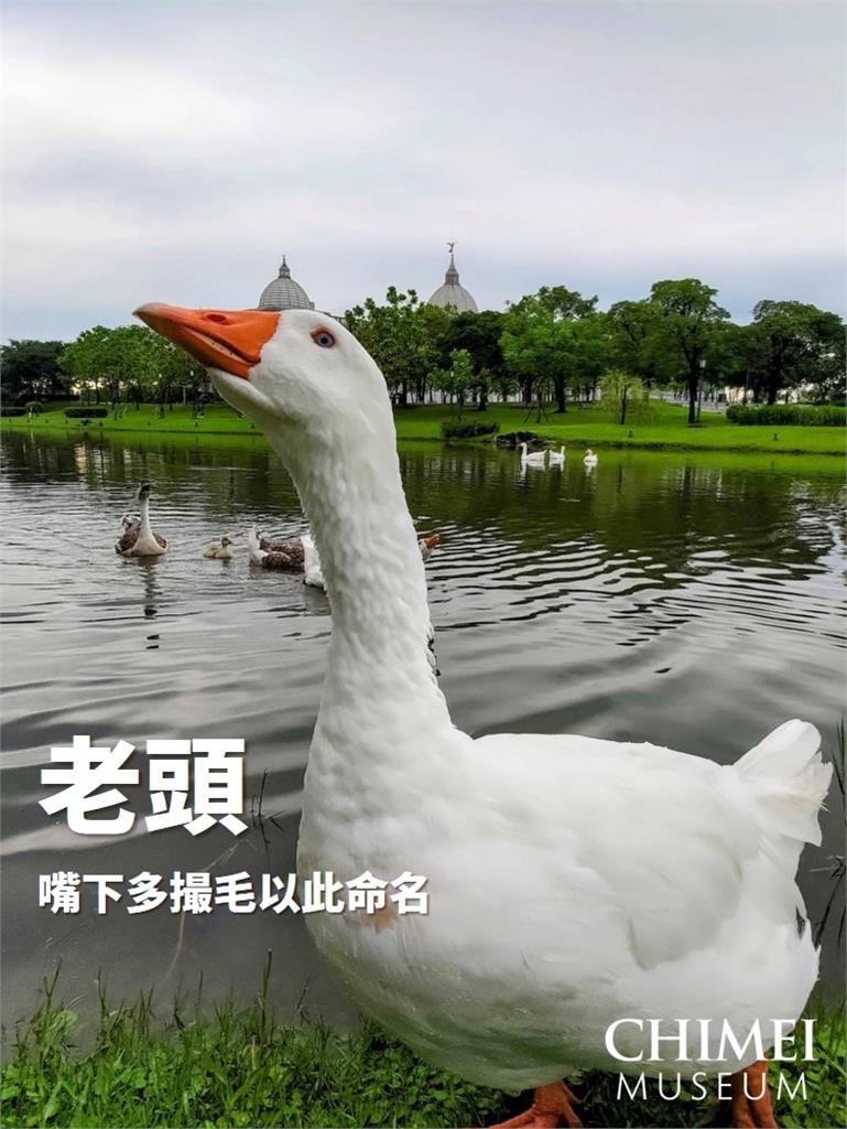 一堆人被追著咬屁股！奇美博物館曝「鵝鵝圖鑑」　鵝群恩怨情仇全收錄